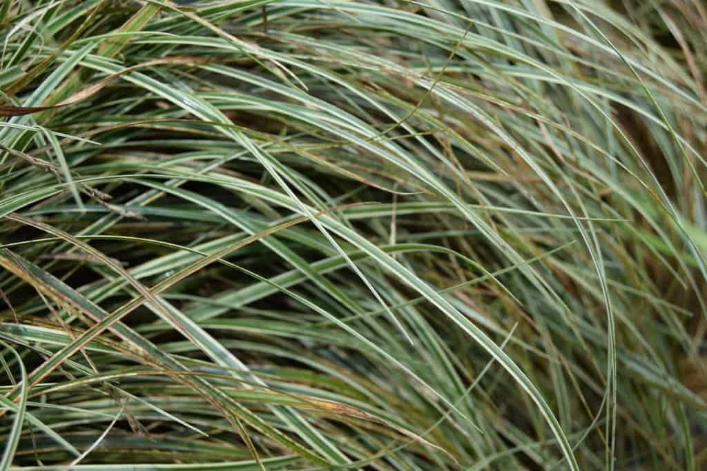 Carex conica 'Snowline' ---